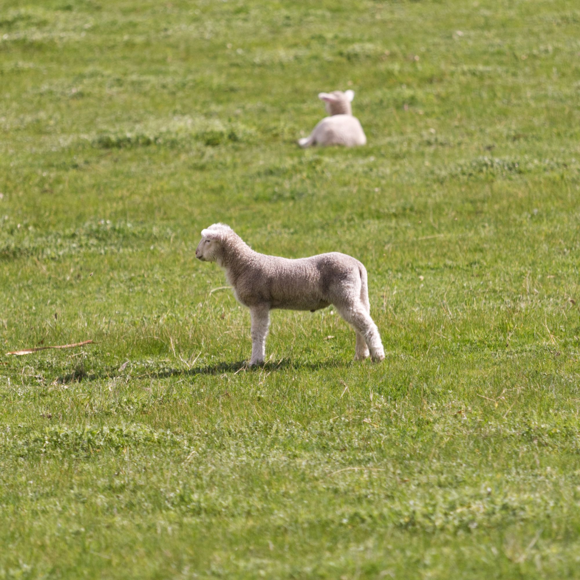 Lamb in a paddock