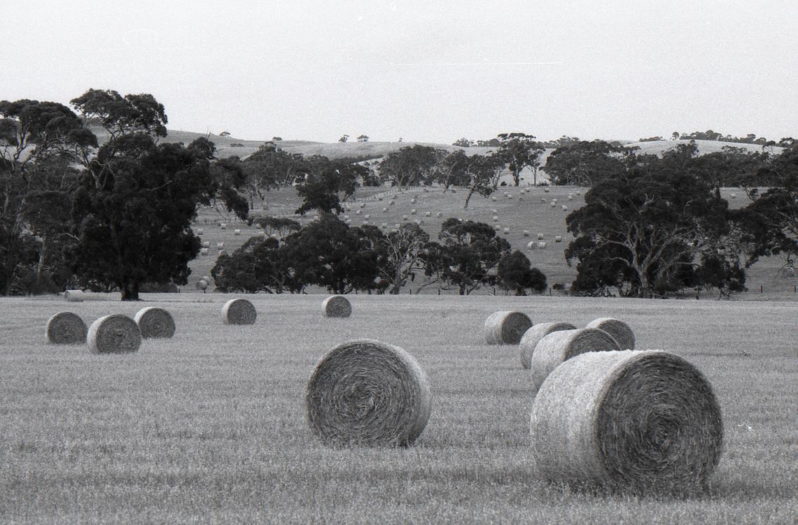 Black and white landscape photograph of haybales and trees